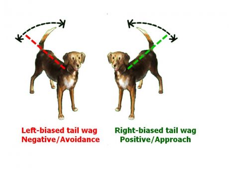 dog dogs canine canines tail wag language signal side laterality right left
